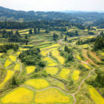 Niigata rice padies