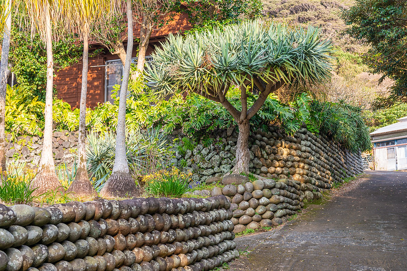 Tamaishigaki walls built by exiles on Hachijo-jima in Japan