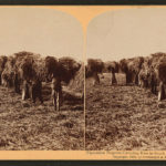 Plantation workers carrying rice in South Carolina, U.S.A. Published: c1895.