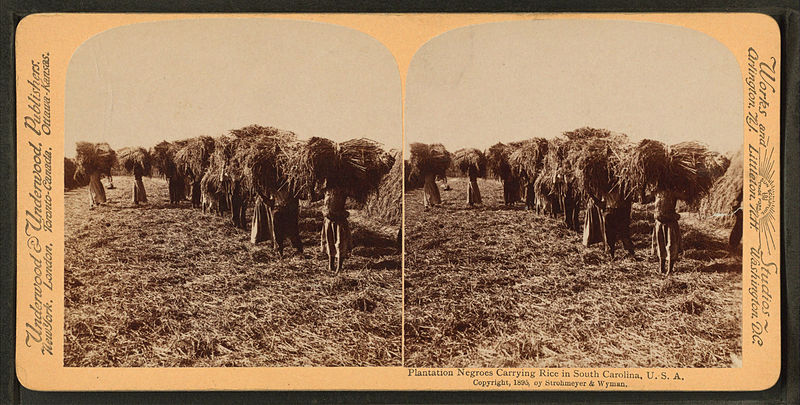 Plantation workers carrying rice in South Carolina, U.S.A. Published: c1895.