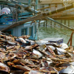 Dried fish in the port area
