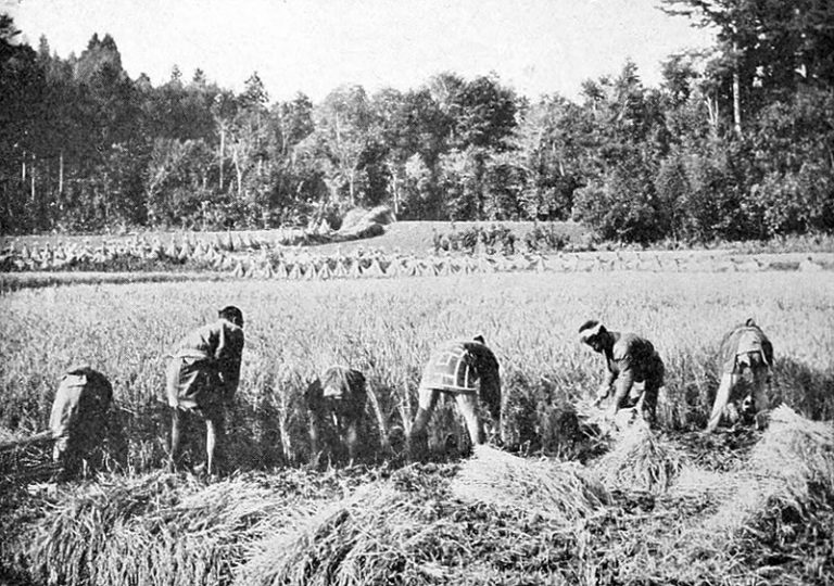 Early Rice Farming The Story of Rice Farming in the United States (Part 1 of 2) | KCP ...