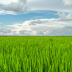 Texas rice field