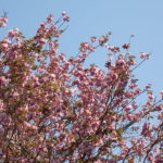 cherry blossoms