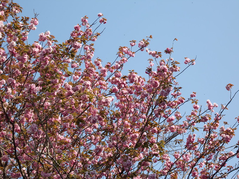 cherry blossoms