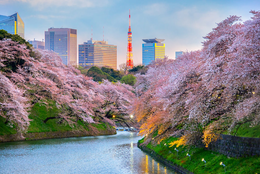 Chidorigafuchi park with Tokyo Tower.