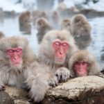 Japanese Macaque