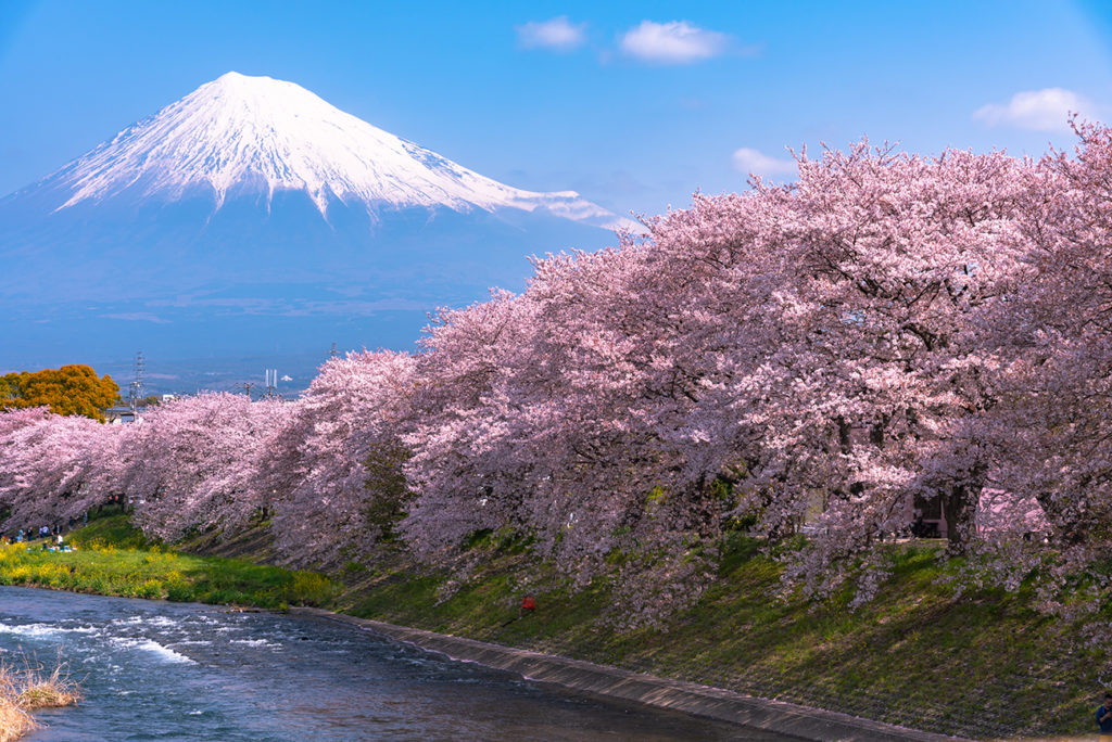 Mount Fuji in springtime