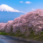 Mount Fuji in springtime