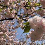 cherry blossoms