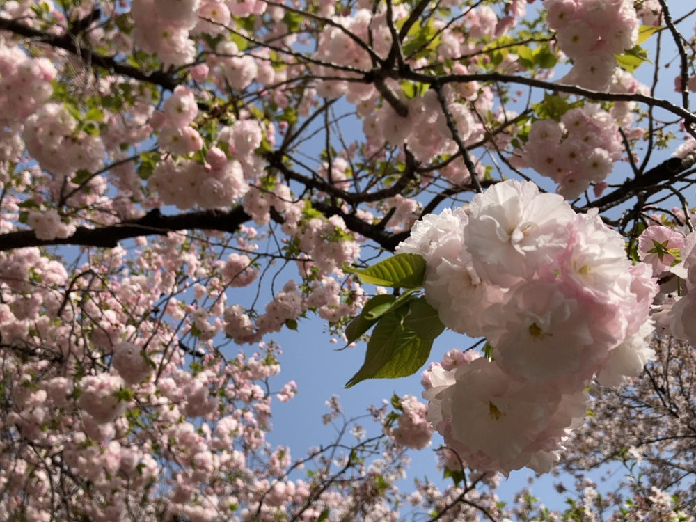 cherry blossoms