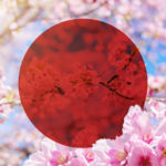 Pink Sakura Cherry Blossom Flower in Japan flag symbol