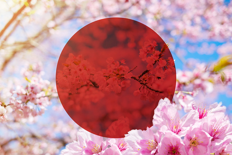 Pink Sakura Cherry Blossom Flower in Japan flag symbol