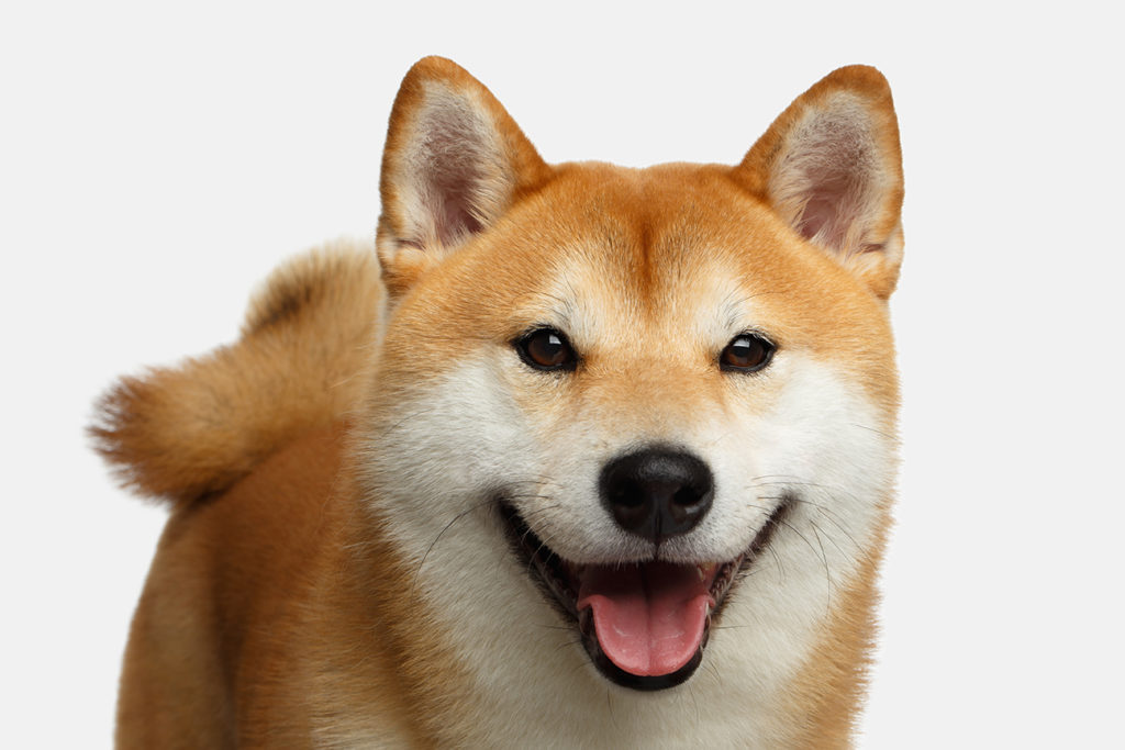 Shiba