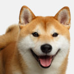 Shiba