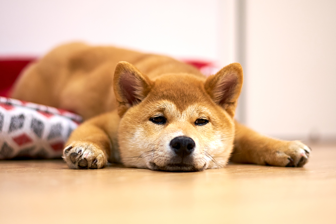 Sleepy shiba hot sale inu
