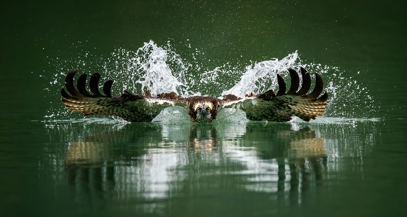 Hawk