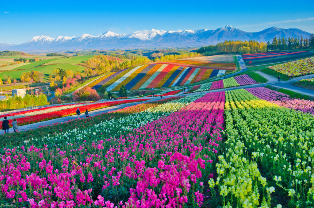 Flower Gardens Shikisai hill in Biei, Japan