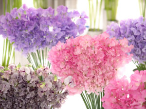 Sweet pea blooms