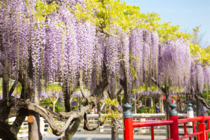 Kameido Tenjin Wisteria Festival