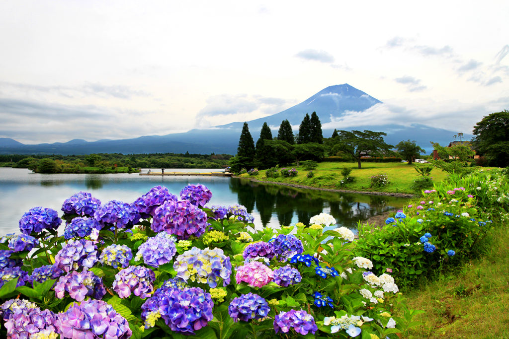 Ajisai in Tanuki lake