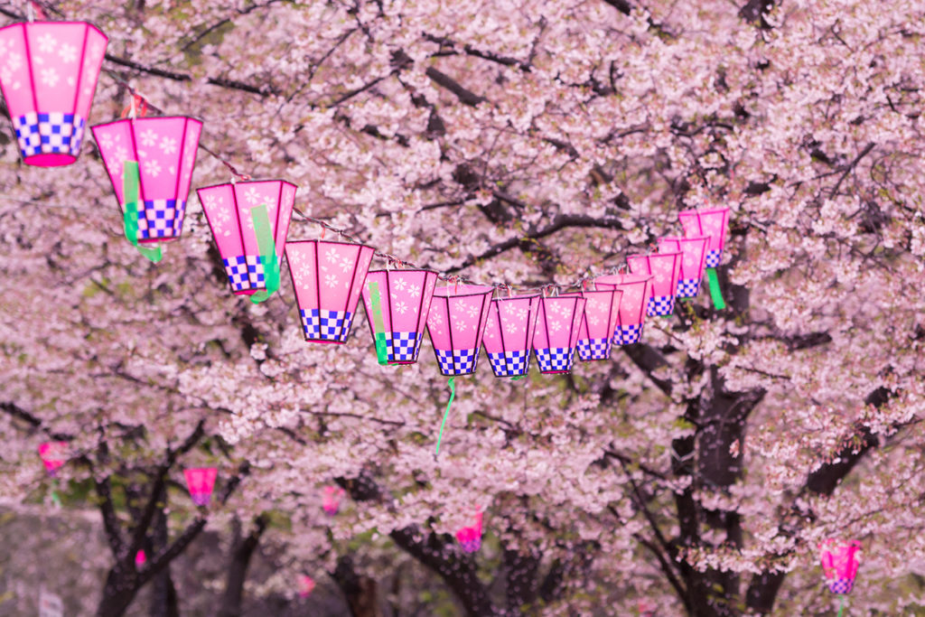 Sakura with lanterns