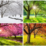 Four seasons with Japanese cherry trees