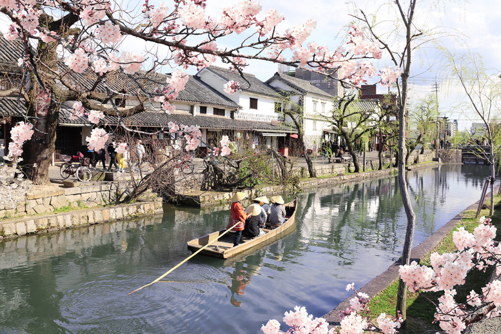 People in old-fashioned boat and sakura flowers, Kurashiki canal in Bikan district, Kurashiki city, Japan. Japanese hanami festival - time when people enjoy sakura blossom. Cherry blossoming season