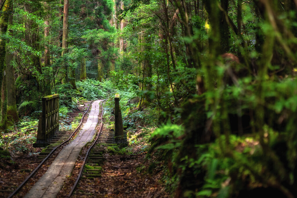 Walking trail through the forest Yakushima island