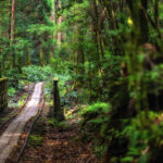 Walking trail through the forest Yakushima island