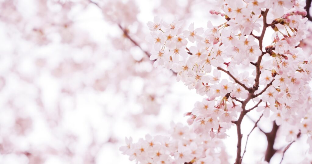 cherry blossoms