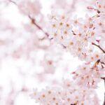 cherry blossoms
